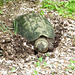 Snapping turtle digging a nest