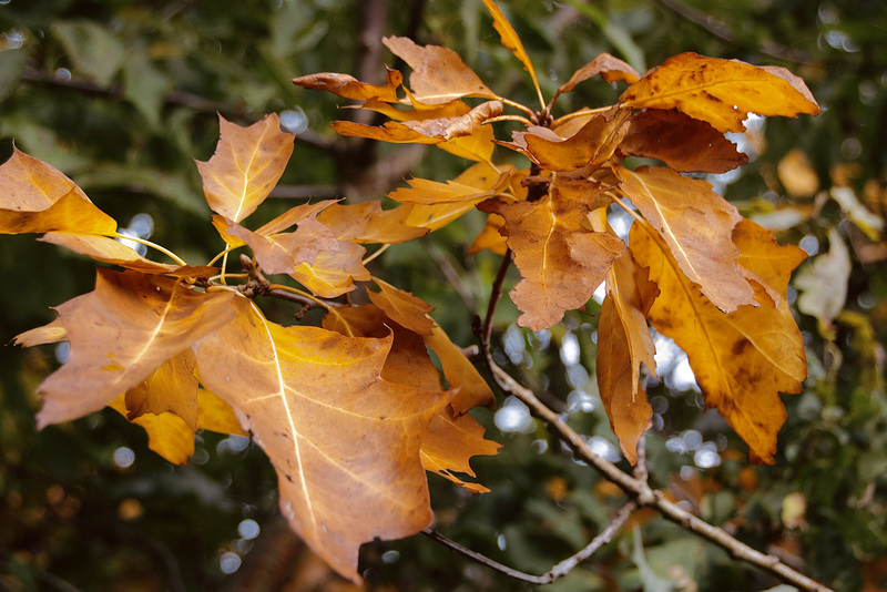 Herbstfarben