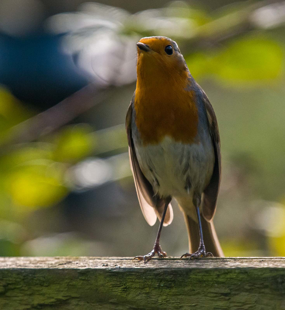 Robin