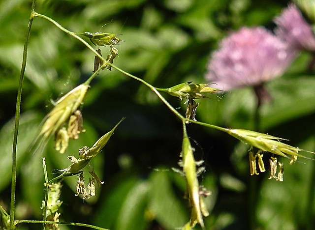 20230610 0878CPw [D~LIP] Weidelgras (Lolium perenne) [Lolch], Bad Salzuflen