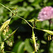 20230610 0878CPw [D~LIP] Weidelgras (Lolium perenne) [Lolch], Bad Salzuflen