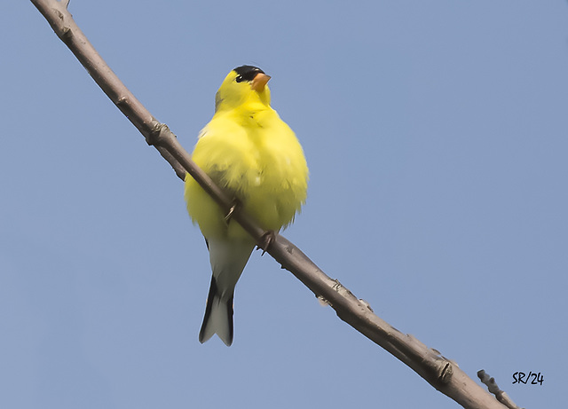 American Goldfinch.