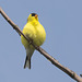 American Goldfinch.