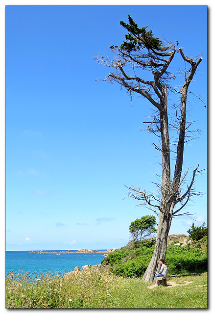 Lonesome Tree Sitting Bench | HBM