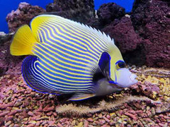 Merci à tous.  Poisson ange empereur