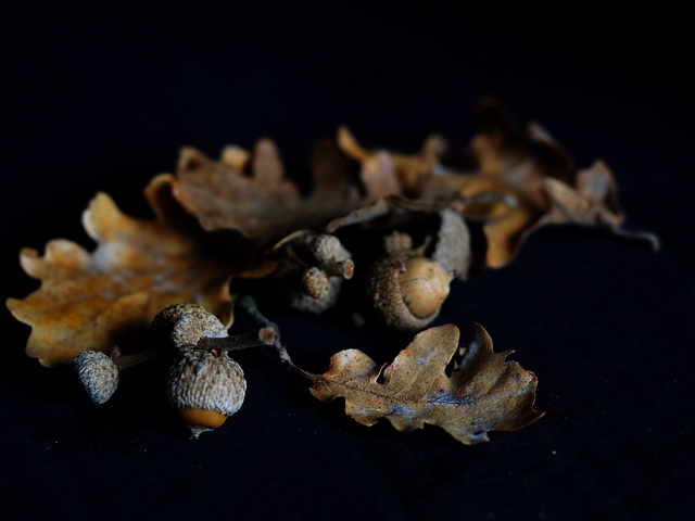 Autumn fruits