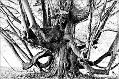 Le pied d'un arbre Le pied d'un arbre