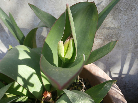 Hidden tulip bud