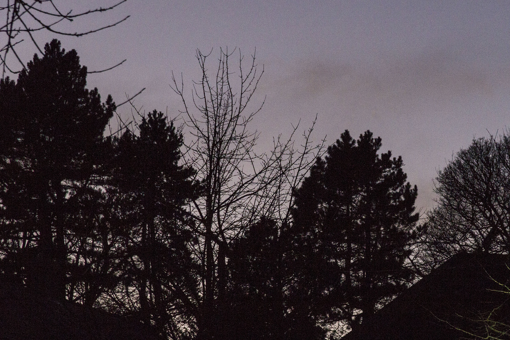 Twilight trees