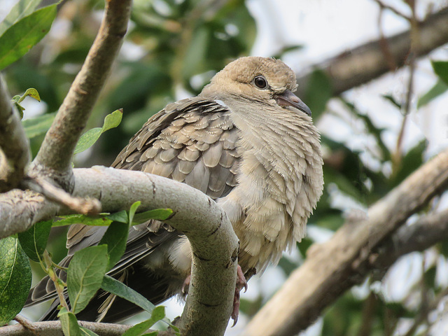 Mourning Dove