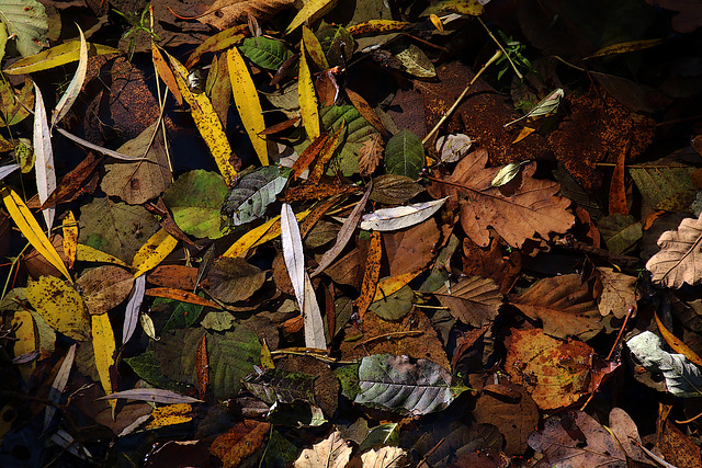 Feuilles d'automne au fil de l'eau .