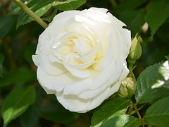 Une belle rose pour tous...