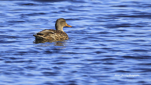 Canard colvert ( femelle)