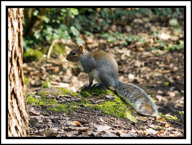 Squirrel photo