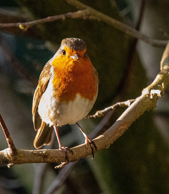 Robin