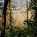 Tintern Abbey and the River Wye from near the Devil’s Pulpit (Scan from 1991)