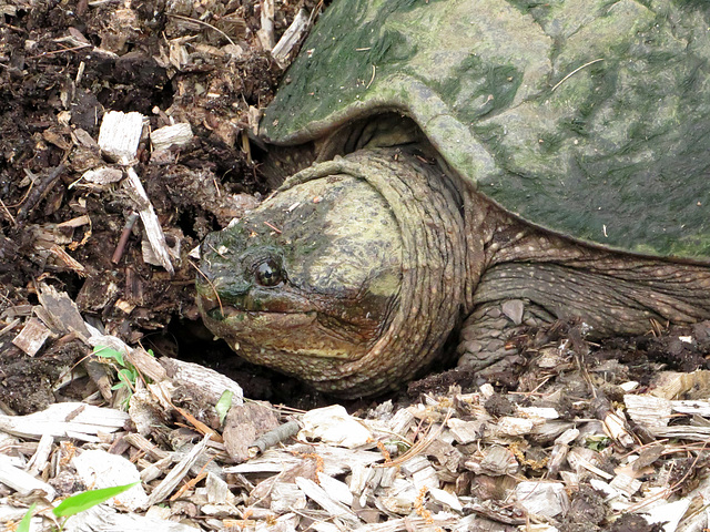 Snapping turtle digging a nest