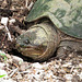 Snapping turtle digging a nest