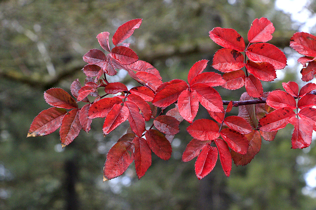 Autumn Leaves