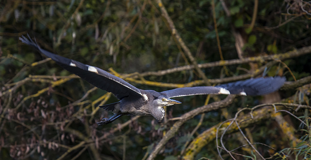 Heron