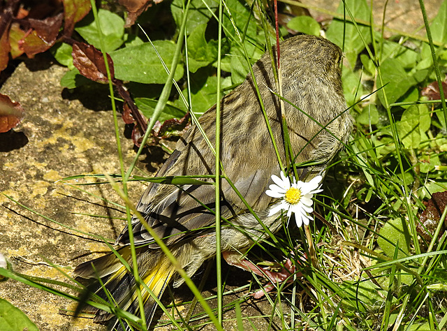 20230603 0565CPw [D~LIP] Grünfink (Carduelis chloris) [JV], Bad Salzuflen