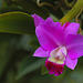 Orchidee - Cattleya walkeriana