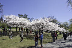 Kirschblüte im High Park ... P.i.P. (© Buelipix)