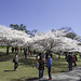 Kirschblüte im High Park ... P.i.P. (© Buelipix)