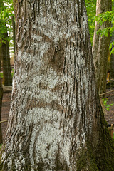 Les arbres sont des personnes (1)