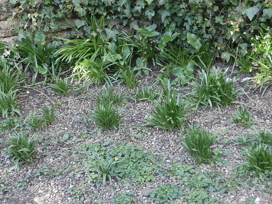 The bluebells are showing