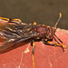 IMG 8510wasp