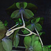 rainforest fantasy