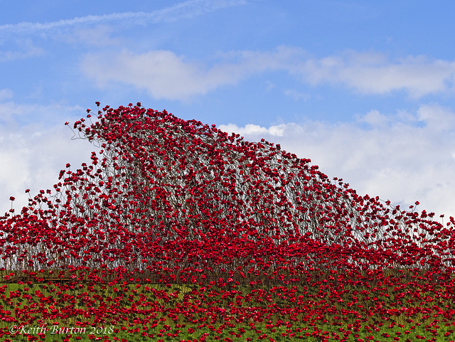 Poppies: Wave..........Fort Nelson, Portsmouth (6)