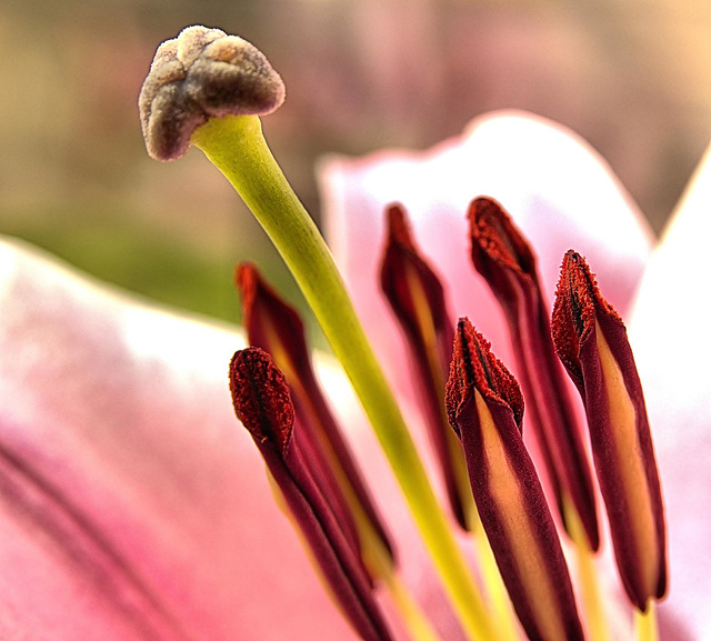 Pink Lily