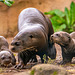 Giant otter family
