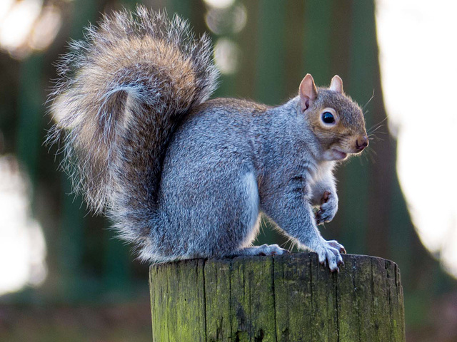 Squirrel pose