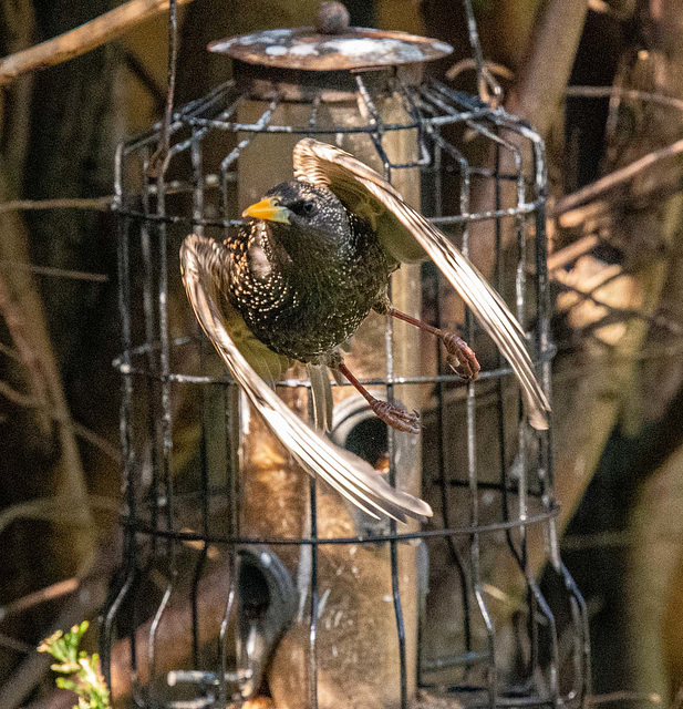 Starling in flight