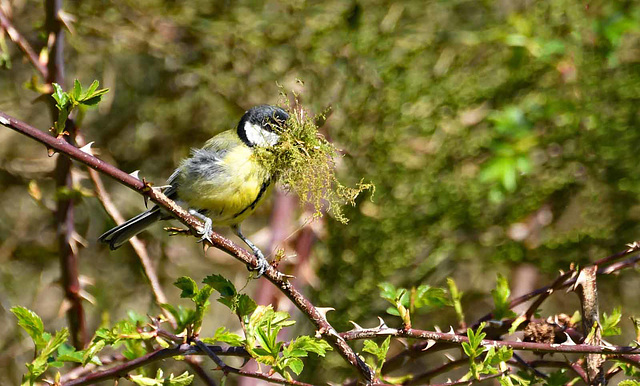 Nesting Great tit