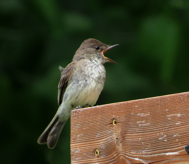 Phoebe (Tyrannula nigricans)