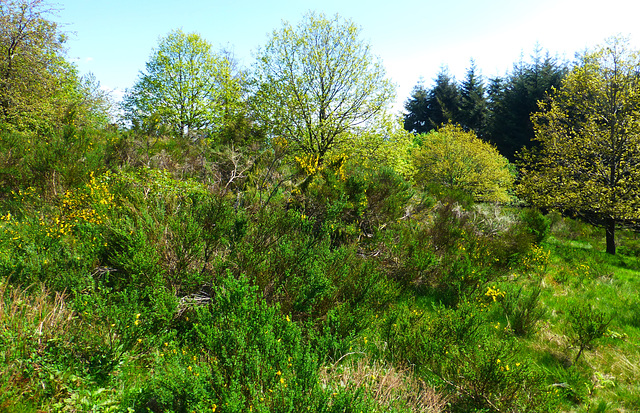 DE - Langscheid - Auf dem Traumpfad Wacholderweg