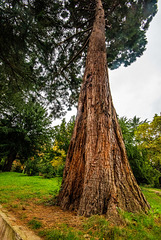 A Wepre tree with an interesting trunk