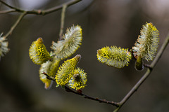 Pussy Willow