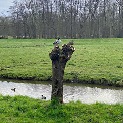 Ducks on a pollarded willow