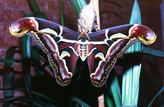 ''Dark chocolate ,golden chains and precious stones  guarded  by snakes ''
