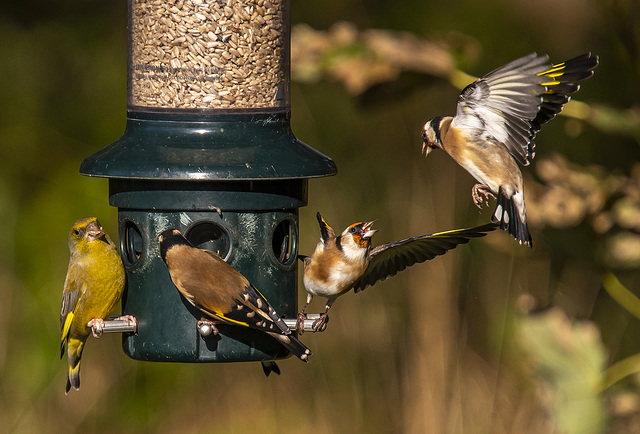 Goldfinch and a greenfinch