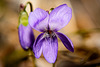 Das Wald Veilchen leuchtet jetzt auch am Waldboden :))  The forest violet now also glows on the forest floor :))  La violette des bois brille maintenant aussi sur le sol de la forêt :))