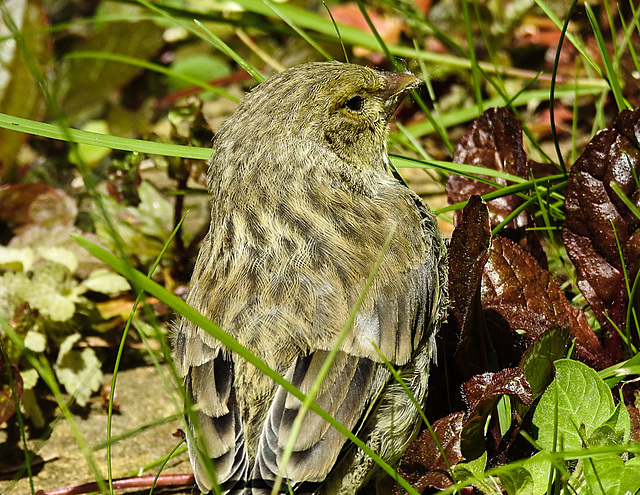 20230603 0567CPw [D~LIP] Grünfink (Carduelis chloris) [JV], Bad Salzuflen