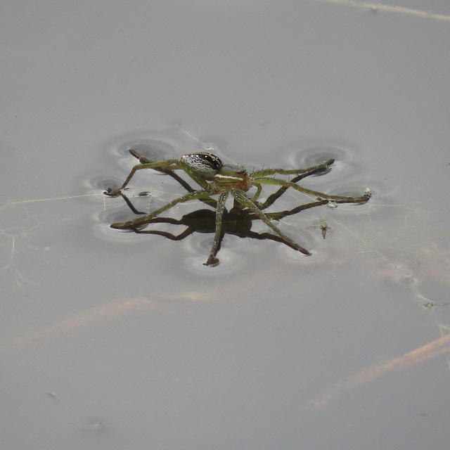 Spider walking on water