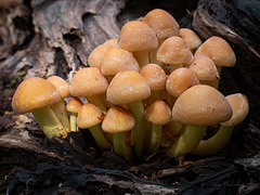 Sulphur tuff - Hypholoma fasciculare