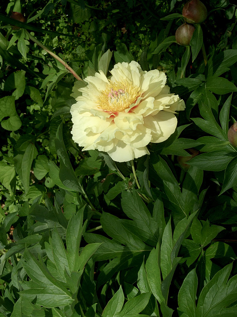 Yellow Peony